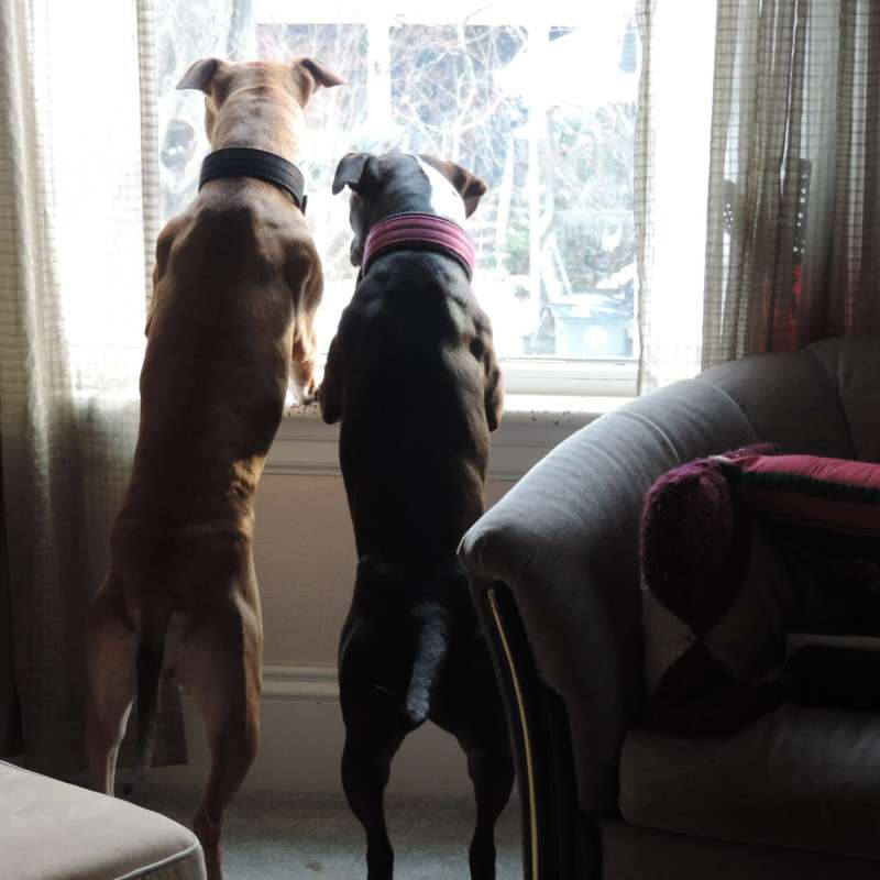 Through the Window – May 2015